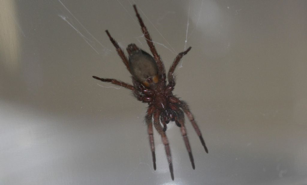 Scotophaeus sp. - Roma